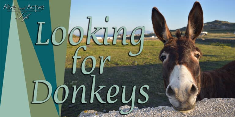Looking for Donkeys Looking for Donkeys
